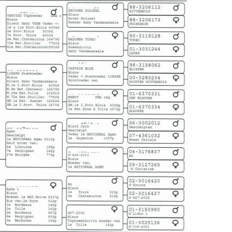 ameel-seels_pedigree_2.jpg