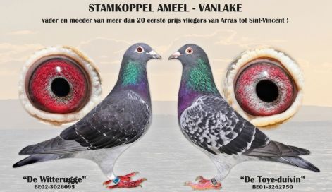 ameel-vanlake.jpg ameel-vanlake.jpg