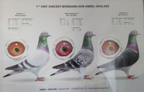 ameel-vlake_st-vincent.jpg ameel-vlake_st-vincent.jpg