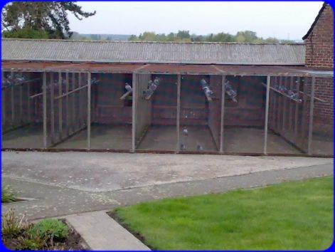 duivenhok_roger_vereecke.jpg duivenhok_roger_vereecke.jpg