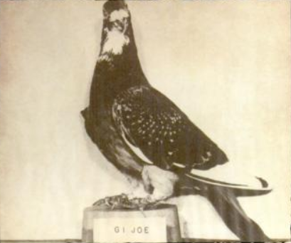 gi_joe_pigeon.png