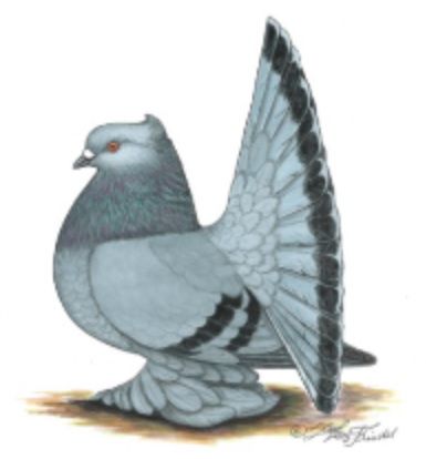 indian_fantail.jpg indian_fantail.jpg