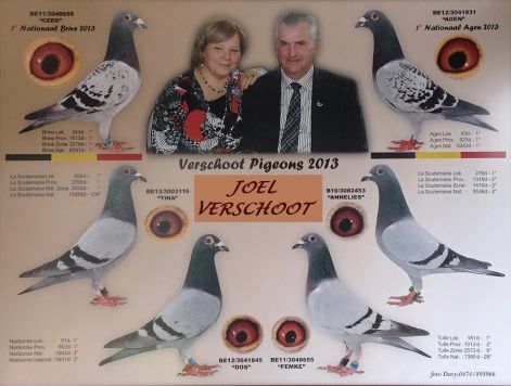 verschoot3.jpg